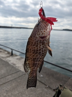 オオモンハタの釣果