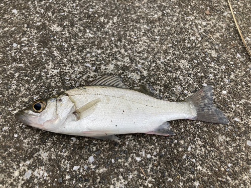 セイゴ（ヒラスズキ）の釣果