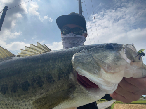 ブラックバスの釣果