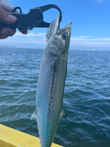 サゴシの釣果