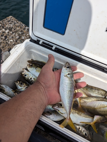 アジの釣果