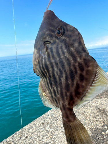 カワハギの釣果