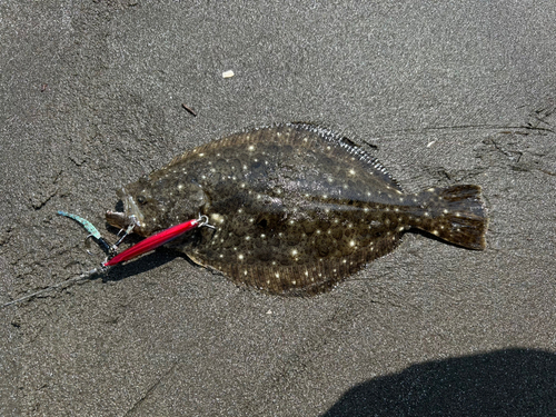 ソゲの釣果