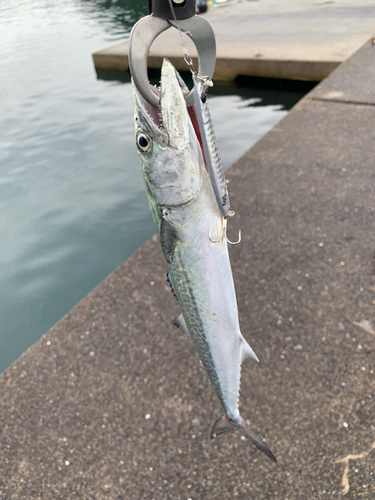 サゴシの釣果