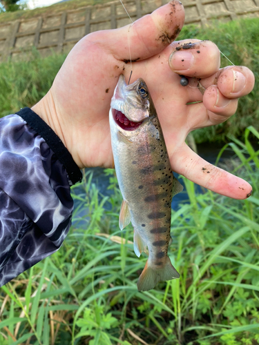 ヤマメの釣果