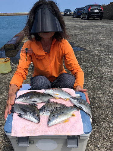 クロダイの釣果