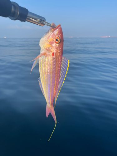 イトヨリダイの釣果