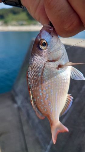 チャリコの釣果