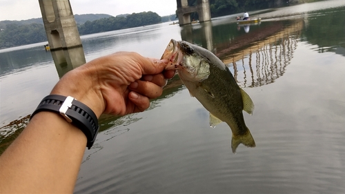 ラージマウスバスの釣果