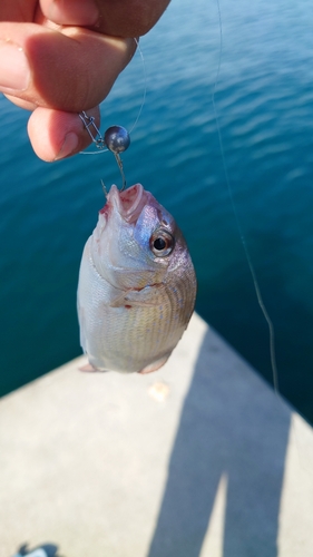 チャリコの釣果