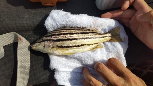 シマイサキの釣果