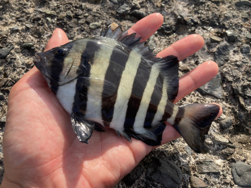 サンバソウの釣果