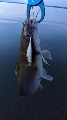 アメリカナマズの釣果