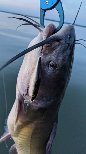 アメリカナマズの釣果