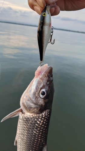 ニゴイの釣果