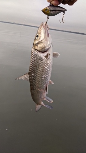 ニゴイの釣果