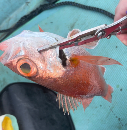 アカムツの釣果