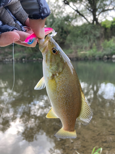 スモールマウスバスの釣果