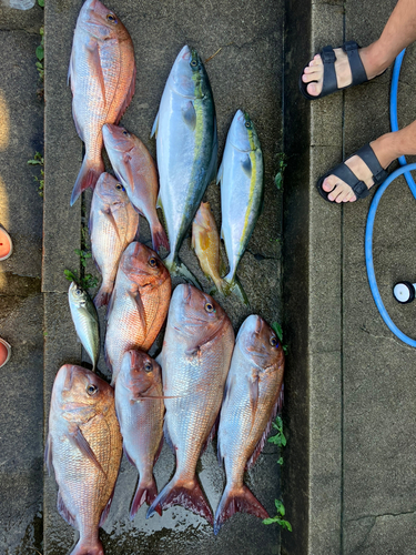 マダイの釣果