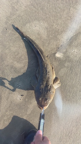 マゴチの釣果