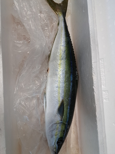 ツムブリの釣果