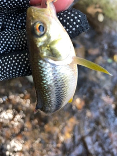 カワムツの釣果