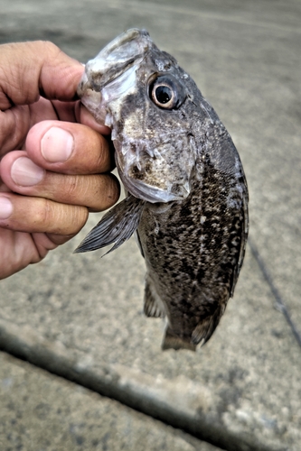 クロソイの釣果