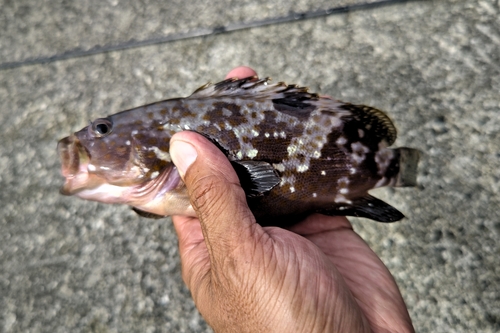 キジハタの釣果