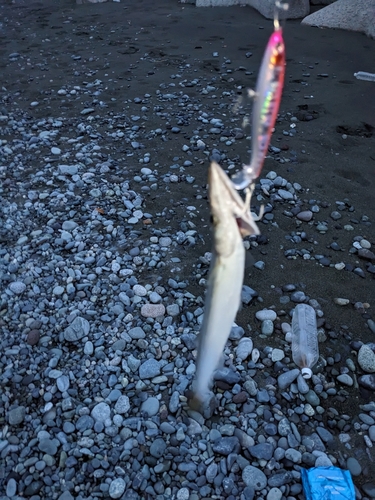 カマスの釣果