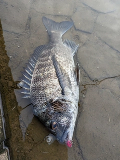 チヌの釣果