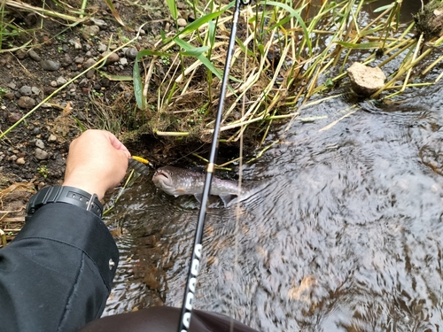 アメマスの釣果