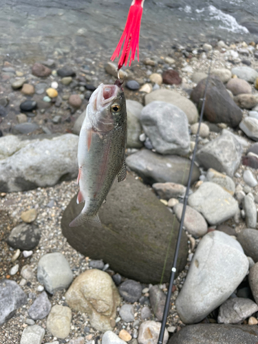 ニジマスの釣果