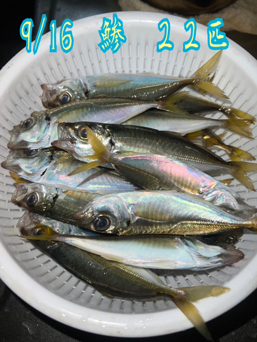 アジの釣果