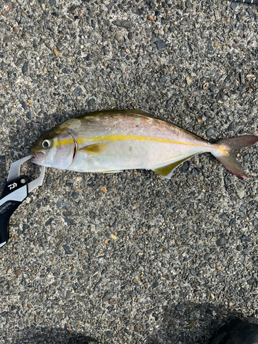 ショゴの釣果