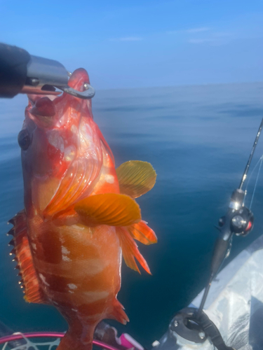 アカハタの釣果