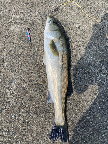 スズキの釣果