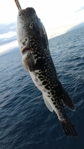 トラフグの釣果