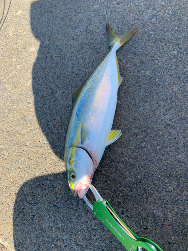 ツバスの釣果