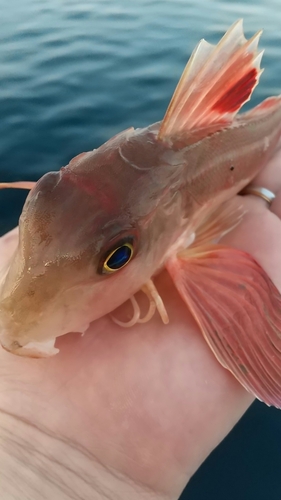 カナガシラの釣果