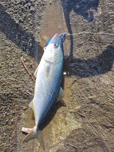 イナダの釣果