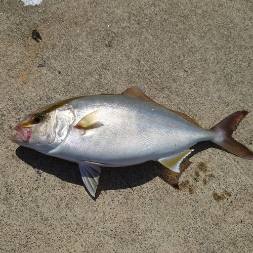 ショゴの釣果