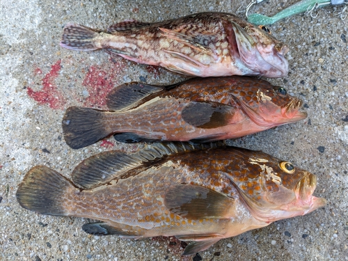 キジハタの釣果