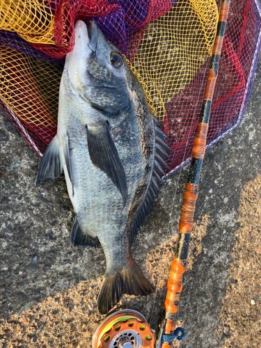 クロダイの釣果