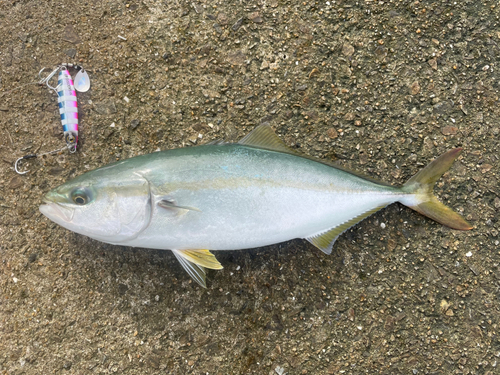 ツバスの釣果