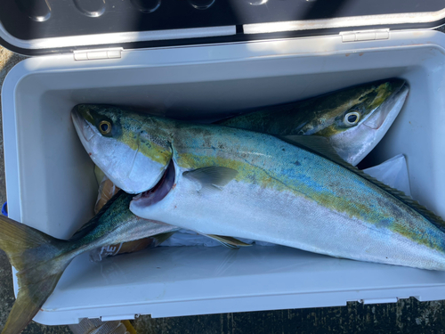 メジロの釣果