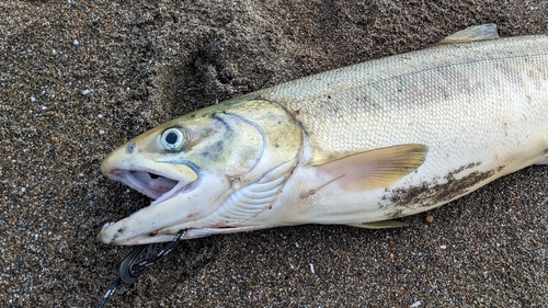 サケの釣果