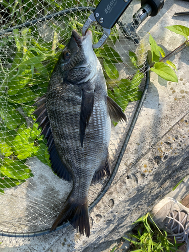 クロダイの釣果