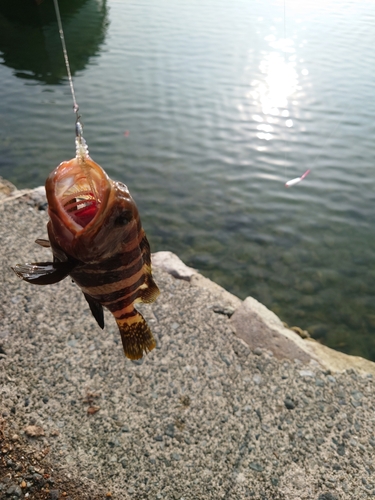 アオハタの釣果