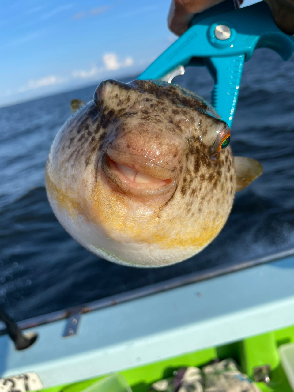 ショウサイフグ