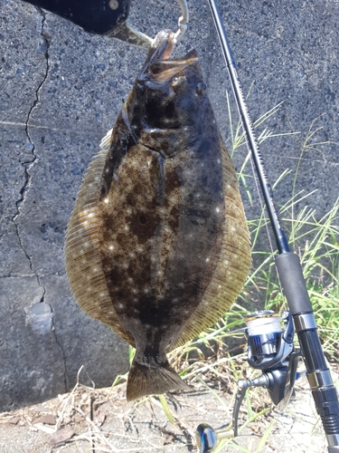 ヒラメの釣果